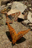 Checkerspot and Atlantis Fritillary