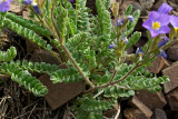 Polemonium pulcherrimum var. pulcherrimum