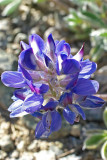 Lupinus lepidus var. lobbii