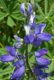 IMGP7964_LSCropped2.jpg
