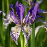 Iris missouriensis