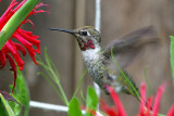 Annas hummingbird (male)