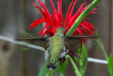Annas hummingbird