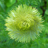 Anemone occidentalis