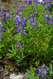 Lupinus arcticus ssp. subalpinus