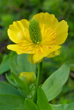 Eschecholtza buttercup
