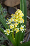 Zigadenus paniculatus