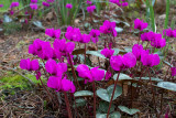 Cyclamen coum