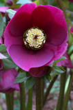 Helleborus x. hybridus