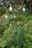 Galanthus nivalis