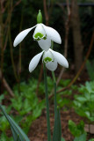 Galanthus nivalis
