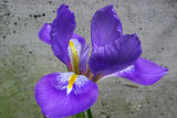 Iris unguicularis