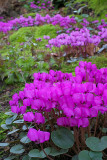 Cyclamen coum