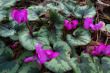 Cyclamen coum