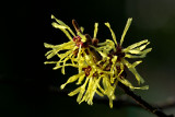 Hamamelis mollis