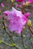 Rhododendron mucronulatum Cornell Pink