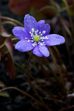 Hepatica nobilis