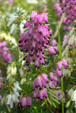 Ericaceae