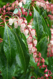 Pieris japonica
