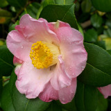 Pink Camellia