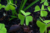 Oxalis oregana