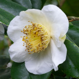 Camellia japonica