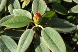 Rhododendrum pachysanthum