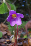 Oxalis oregana