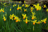 Narcissus Itzim