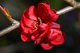 Chaenomeles japonica