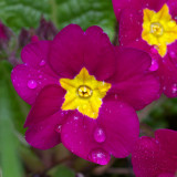 Primula Barnhaven strain