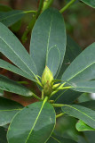 Rhododendron hybrid