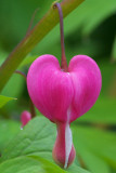Dicentra spectabilis