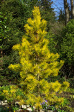 Pinus contorta var. latifolia