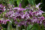 Epimedium grandiflorum