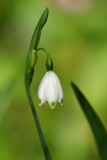 Leucojum vernum var. vernum