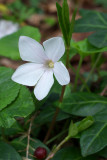 Vinca minor Alba
