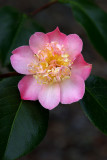 Camellia Tama Ikari