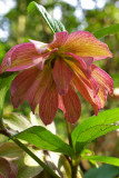 Helleborus x. hybridus