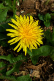 Taraxacum officinale