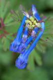 Corydalis flexuosa