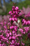 pink heather