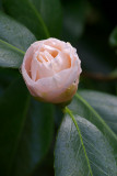 Camellia japonica