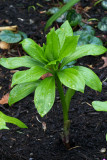 Lilium martagon