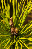 Pinus contorta var. latifolia