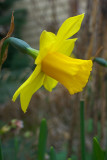 Narcissus