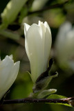 Magnolia kobus