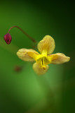 Epimedium Black Sea