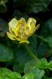 Ranunculus ficaria