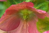 Helleborus x. hybridus